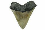 Fossil Megalodon Tooth - North Carolina #331088-2